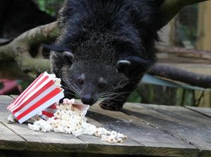 Supporting image for story: Pretty Woman and Pulp Fiction to be shown on big screen at Dudley Castle