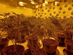 Supporting image for story: Police bust £305,000 cannabis farm at Telford property 