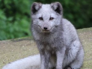 Supporting image for story: Meet Spruce – Dudley Zoo welcomes new Arctic fox