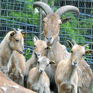 Newborn barbary sheep