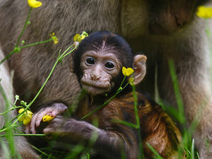 Supporting image for story: Top activities happening in Shropshire over the summer holidays