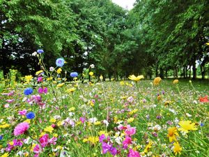Supporting image for story: Golf course is smelling sweet