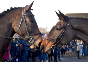 The Boxing Day Hunt from Newport Rugby Club
