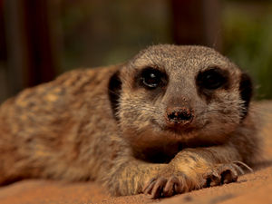 Supporting image for story: Regal Keisha the meerkat poses for camera at Telford zoo