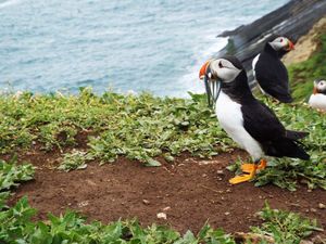 A puffin on Skomer in Pembrokeshire