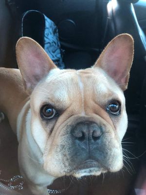 Rambo was last seen around 4.30pm on Thursday, April 6