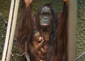 The tiny infant was delivered safely by experienced mum Leia in the early hours of Tuesday, October 7, following an eight-and-a-half-month pregnancy. Photo: Chester Zoo