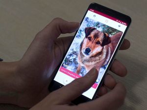 Supporting image for story: Tinder-style app matches dogs in shelters to potential owners