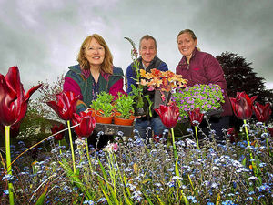 Supporting image for story: Plant sale proceeds to help Shropshire village bloom bid
