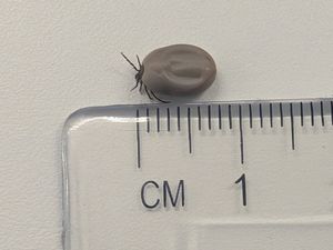 Supporting image for story: Rising temperatures will compound serious health risks as Birmingham bin strikes continue, warns microbiology expert