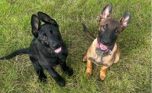 Two highly trained police dogs from West Midlands Police canine unit