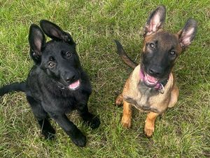 Supporting image for story: WATCH: Police give glimpse into the role of dog unit ahead of appearance at Crufts 2026