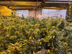 More than 430 plants were discovered in the property.