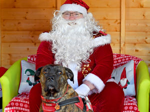 Supporting image for story: Dog lovers descend on Santa Paws event in Coven