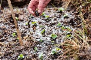 Marsh violets, which are being planted in Shropshire to attract small pearl-bordered fritillary butterfly