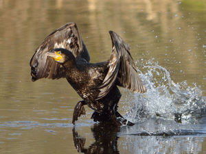Supporting image for story: Is it a bat, is it a bird... Spectacular snaps shows cormorant getting airborne
