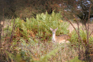A deer on Cannock Chase near Milford, Stafford