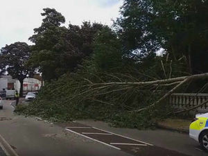 Supporting image for story: WATCH: Tree comes down in heavy winds near Walsall's Bescot Stadium