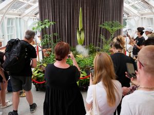 Supporting image for story: Australia holds nose for third rancid bloom of rare corpse plant in three months