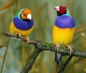 Rare finches were among those killed