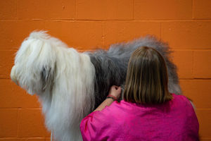 An Old English Sheepdog is groomed at the Birmingham National Exhibition Centre (NEC) for the third day of the Crufts Dog Show. PA Photo. Issue date: Saturday March 7, 2020. See PA story ANIMALS Crufts. Photo credit should read: Jacob King/PA Wire.