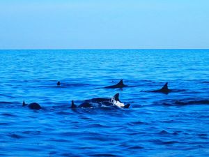 Supporting image for story: Scientists just discovered a very weird looking extinct species of dolphin