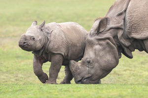 Indian rhino first-time mother Seto looks after her six-month-old calf Inesh
