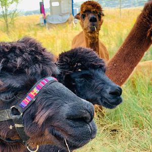 The Paca Picnics idea was sparked following easing in lockdown restrictions