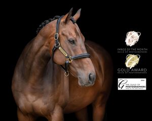 'Star of the Stage' which was awarded Gold, Image of the Month, and has been selected for Equine Image of the Year
