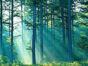 Supporting image for story: Farming Talk: Demands over energy sources are of benefit