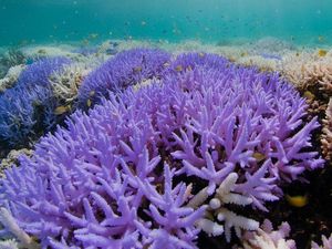 Supporting image for story: Corals emit ‘dazzling colourful display’ to protect from rising sea temperature