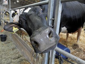 Supporting image for story: Let’s get a moove on now with Brexit, say farmers - with video
