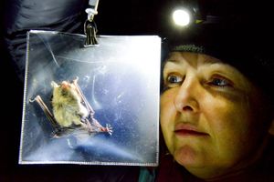 Bats for lashes – Morgan weighing a Natterer’s bat