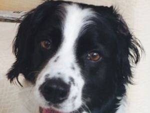 Supporting image for story: Three dogs dead after outbreak of Alabama Rot on Cannock Chase