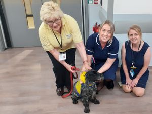 Supporting image for story: New therapy dog will set tongues wagging at Black Country hospital