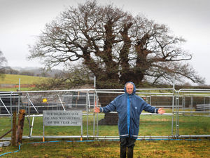 Supporting image for story: Bypass should be named after oak tree