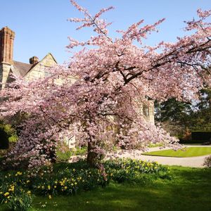 The Yoshino Cherry Tree at the National Trust’s Benthall Hall (near Broseley in Shropshire)