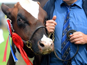 Supporting image for story: Farming is in 'a reasonably strong position' says Shrewsbury NFU boss  