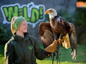 Supporting image for story: Keepers thank the public for the safe return of a missing bald eagle