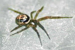 Supporting image for story: More venomous false widow spiders spotted in Shropshire