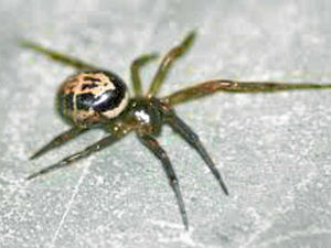 Supporting image for story: More venomous false widow spiders spotted in Shropshire