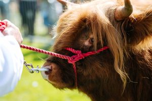 One of the stars of Burwarton Show