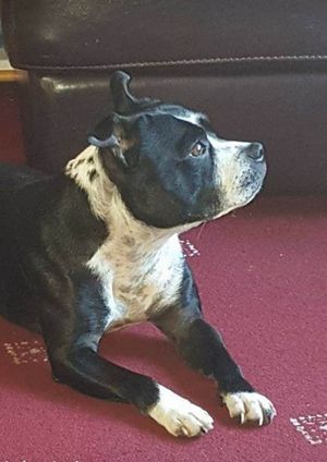 Hollie the Staffordshire bull terrier was stolen and abused then dumped in her owner's front garden