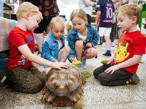 Supporting image for story: Gecko-load of this! Free animal handling sessions at Stafford pet shop all summer