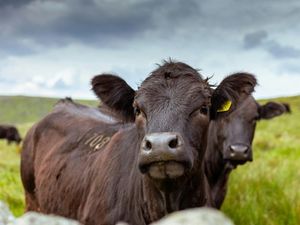 Supporting image for story: Warning for farmers after case of Bluetongue found in county