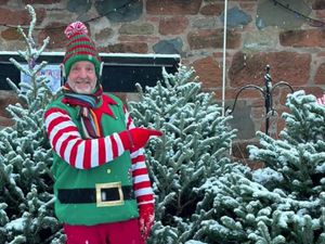 Supporting image for story: Renting Christmas tree growing more popular to cut waste, says business