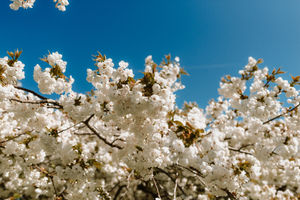 The Mount Fuji tree in Cluddley, Telford