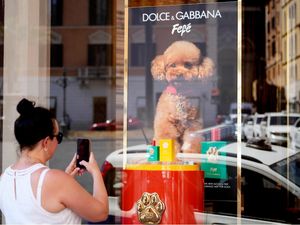 Supporting image for story: Dolce & Gabbana launches new perfume for dogs