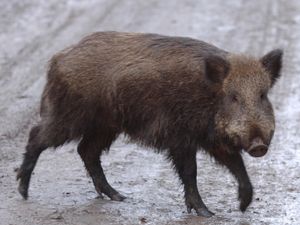 Supporting image for story: Call for ‘decisive action’ against guerrilla rewilding as pigs remain at large