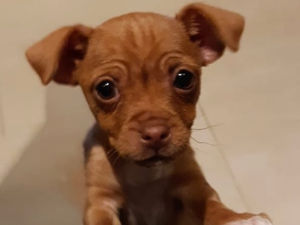 Supporting image for story: 100-mile Miracle as stolen puppy found in Birmingham park